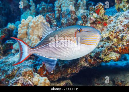 Le triggerfish bleu, Xanthichthys caeruleolineatus, est très rarement vu autour des îles principales, Hawaii. Banque D'Images