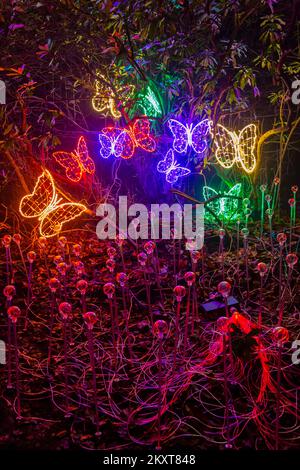 Midhurst, West Sussex, Royaume-Uni. 30th novembre 2022. De superbes sentiers lumineux s'affichent lors de la nuit de Noël à Cowdray, dans le domaine historique de Cowdray Park, au cœur du parc national de South Downs. L'expérience immersive magique présente une série de magnifiques installations d'art lumineux à grande échelle pour capturer la magie de cette période merveilleuse de l'année. Flutter. Crédit : Carolyn Jenkins/Alay Live News Banque D'Images