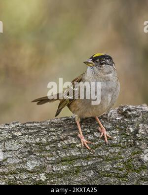 Sparrow à couronne dorée, Sacramento, Californie, États-Unis Banque D'Images