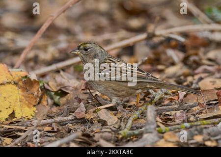 Sparrow à couronne dorée, Sacramento, Californie, États-Unis Banque D'Images