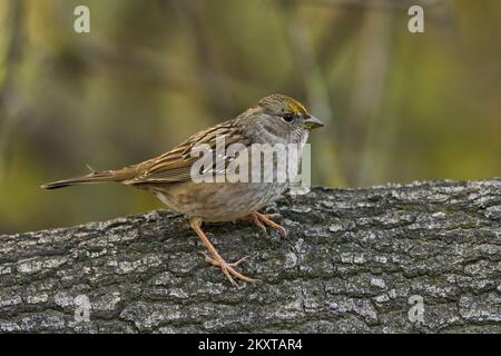 Sparrow à couronne dorée, Sacramento, Californie, États-Unis Banque D'Images