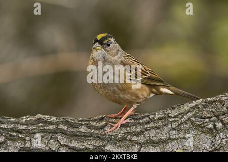 Sparrow à couronne dorée, Sacramento, Californie, États-Unis Banque D'Images