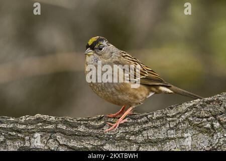 Sparrow à couronne dorée, Sacramento, Californie, États-Unis Banque D'Images