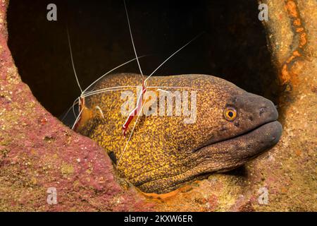 Deux crevettes plus propres, Lysmata amboinensis, inspectent une anguille moray à marge jaune, Gymnothorax flavimarginatus, sur une épave au large de Sabang Beach, Puerto G. Banque D'Images