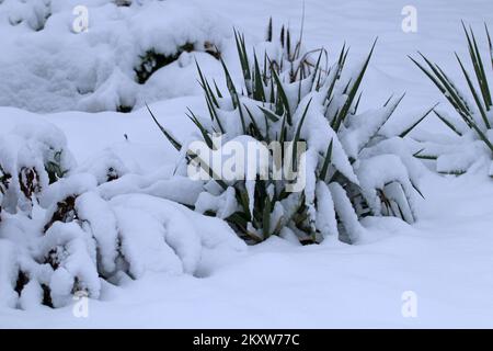 Paume Yucca recouverte de neige. Première neige. Début de l'hiver. Banque D'Images