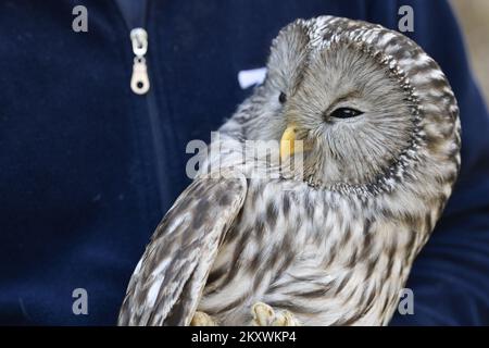 Deux hiboux blessés se rétablissent au zoo de Zagreb. Les hiboux reviendront dans la nature lorsqu'ils se rétabliront, à Zagreb, en Croatie, sur 1 décembre 2021. Photo: Sandra Simunovic/PIXSELL Banque D'Images