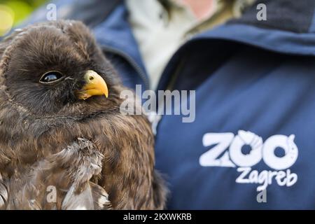 Deux hiboux blessés se rétablissent au zoo de Zagreb. Les hiboux reviendront dans la nature lorsqu'ils se rétabliront, à Zagreb, en Croatie, sur 1 décembre 2021. Photo: Sandra Simunovic/PIXSELL Banque D'Images