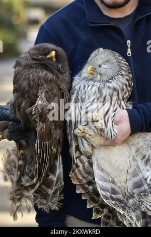 Deux hiboux blessés se rétablissent au zoo de Zagreb. Les hiboux reviendront dans la nature lorsqu'ils se rétabliront, à Zagreb, en Croatie, sur 1 décembre 2021. Photo: Sandra Simunovic/PIXSELL Banque D'Images