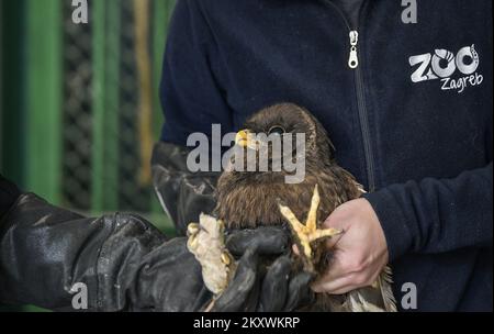 Deux hiboux blessés se rétablissent au zoo de Zagreb. Les hiboux reviendront dans la nature lorsqu'ils se rétabliront, à Zagreb, en Croatie, sur 1 décembre 2021. Photo: Sandra Simunovic/PIXSELL Banque D'Images