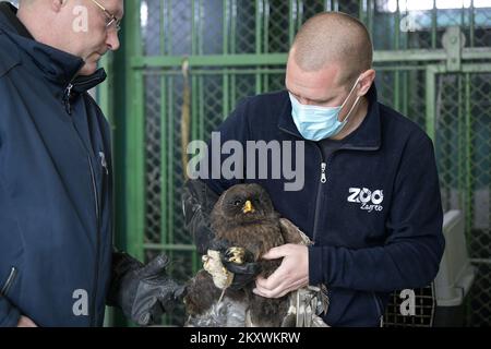 Deux hiboux blessés se rétablissent au zoo de Zagreb. Les hiboux reviendront dans la nature lorsqu'ils se rétabliront, à Zagreb, en Croatie, sur 1 décembre 2021. Photo: Sandra Simunovic/PIXSELL Banque D'Images