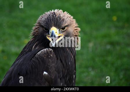 Les éleveurs et les chasseurs qui chassent avec des aigles d'or se sont rassemblés à Nova Gradiska, en Croatie, sur 1 décembre 2021. Photo: Ivica Galovic/ PIXSELL Banque D'Images