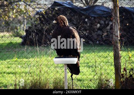 Les éleveurs et les chasseurs qui chassent avec des aigles d'or se sont rassemblés à Nova Gradiska, en Croatie, sur 1 décembre 2021. Photo: Ivica Galovic/ PIXSELL Banque D'Images