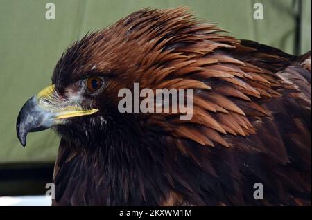 Les éleveurs et les chasseurs qui chassent avec des aigles d'or se sont rassemblés à Nova Gradiska, en Croatie, sur 1 décembre 2021. Photo: Ivica Galovic/ PIXSELL Banque D'Images