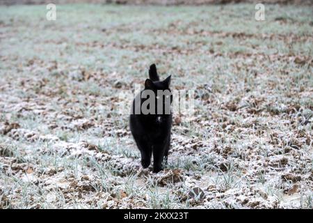 Le chat se faufile dans un champ de blé recouvert de gel à Lekenik, en Croatie, sur 9 janvier 2021. Lekenik, un village du centre de la Croatie, s'est réveillé aujourd'hui avec une température de -8 degrés et du gel dans les champs de blé. Photo: Zeljko Hladika/PIXSELL Banque D'Images