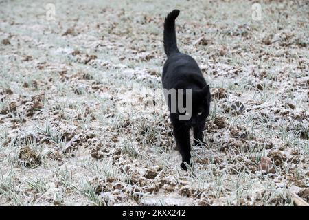 Le chat se faufile dans un champ de blé recouvert de gel à Lekenik, en Croatie, sur 9 janvier 2021. Lekenik, un village du centre de la Croatie, s'est réveillé aujourd'hui avec une température de -8 degrés et du gel dans les champs de blé. Photo: Zeljko Hladika/PIXSELL Banque D'Images