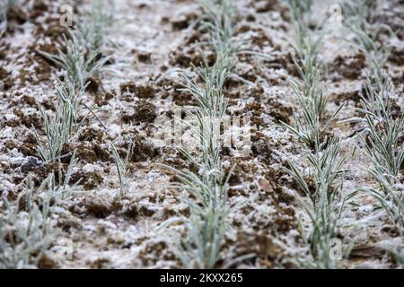 Un champ de blé sous le gel à Lekenik, en Croatie, sur 9 janvier 2021. Lekenik, un village du centre de la Croatie, s'est réveillé aujourd'hui avec une température de -8 degrés et du gel dans les champs de blé. Photo: Zeljko Hladika/PIXSELL Banque D'Images