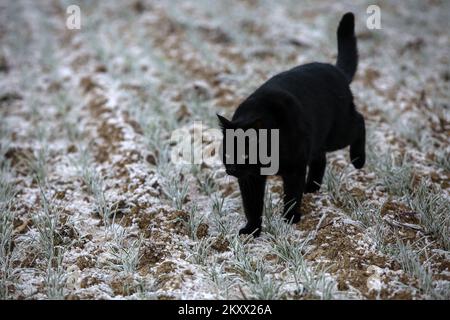 Le chat se faufile dans un champ de blé recouvert de gel à Lekenik, en Croatie, sur 9 janvier 2021. Lekenik, un village du centre de la Croatie, s'est réveillé aujourd'hui avec une température de -8 degrés et du gel dans les champs de blé. Photo: Zeljko Hladika/PIXSELL Banque D'Images