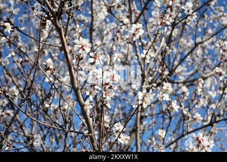 On peut voir des cerises et des amandes en fleurs à Sibenik, en Croatie, sur 9 février 2022. Photo: Dusko Jaramaz/PIXSELL Banque D'Images