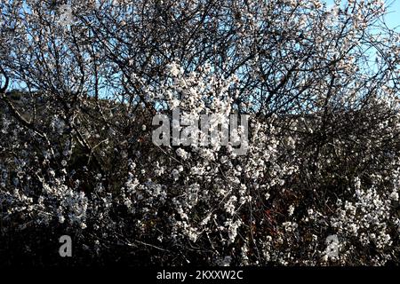 On peut voir des cerises et des amandes en fleurs à Sibenik, en Croatie, sur 9 février 2022. Photo: Dusko Jaramaz/PIXSELL Banque D'Images