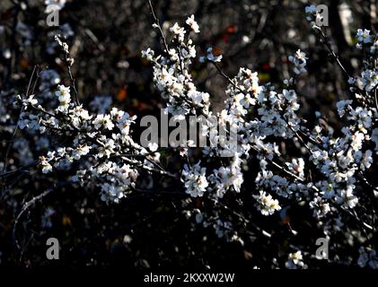 On peut voir des cerises et des amandes en fleurs à Sibenik, en Croatie, sur 9 février 2022. Photo: Dusko Jaramaz/PIXSELL Banque D'Images