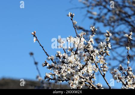 On peut voir des cerises et des amandes en fleurs à Sibenik, en Croatie, sur 9 février 2022. Photo: Dusko Jaramaz/PIXSELL Banque D'Images