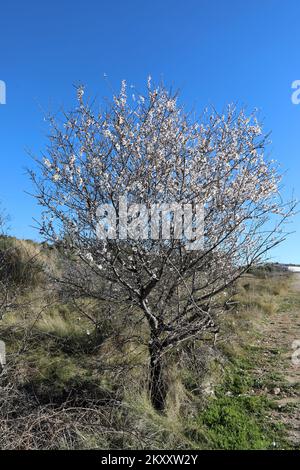 On peut voir des cerises et des amandes en fleurs à Sibenik, en Croatie, sur 9 février 2022. Photo: Dusko Jaramaz/PIXSELL Banque D'Images