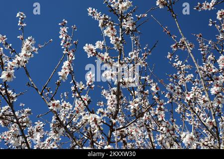 On peut voir des cerises et des amandes en fleurs à Sibenik, en Croatie, sur 9 février 2022. Photo: Dusko Jaramaz/PIXSELL Banque D'Images