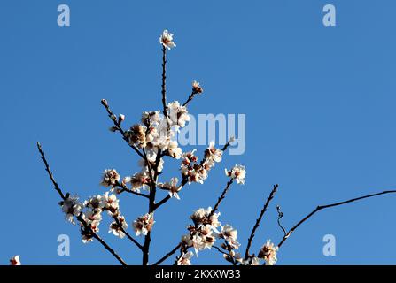 On peut voir des cerises et des amandes en fleurs à Sibenik, en Croatie, sur 9 février 2022. Photo: Dusko Jaramaz/PIXSELL Banque D'Images