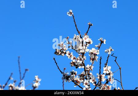 On peut voir des cerises et des amandes en fleurs à Sibenik, en Croatie, sur 9 février 2022. Photo: Dusko Jaramaz/PIXSELL Banque D'Images