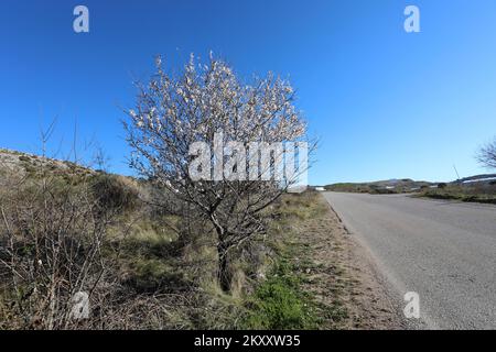 On peut voir des cerises et des amandes en fleurs à Sibenik, en Croatie, sur 9 février 2022. Photo: Dusko Jaramaz/PIXSELL Banque D'Images