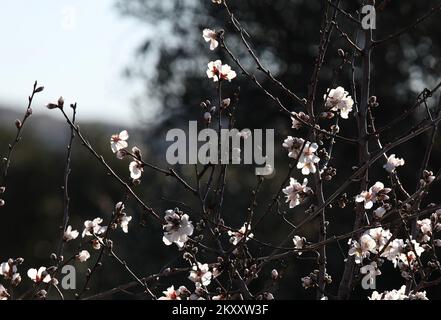 On peut voir des cerises et des amandes en fleurs à Sibenik, en Croatie, sur 9 février 2022. Photo: Dusko Jaramaz/PIXSELL Banque D'Images