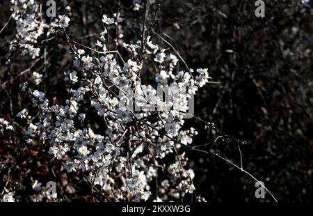 On peut voir des cerises et des amandes en fleurs à Sibenik, en Croatie, sur 9 février 2022. Photo: Dusko Jaramaz/PIXSELL Banque D'Images