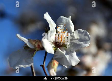 On peut voir des cerises et des amandes en fleurs à Sibenik, en Croatie, sur 9 février 2022. Photo: Dusko Jaramaz/PIXSELL Banque D'Images