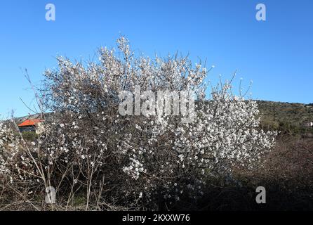 On peut voir des cerises et des amandes en fleurs à Sibenik, en Croatie, sur 9 février 2022. Photo: Dusko Jaramaz/PIXSELL Banque D'Images