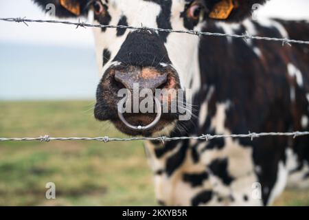 Vache tachetée derrière un barbelé avec un nez percé en Normandie, France Banque D'Images