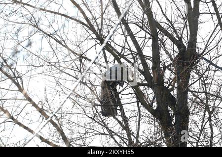 Un parachute de cargaison coincé sur les arbres au site de l'accident. La police mène une enquête après que l'objet est tombé de l'air sur Jaraun, et la police a confirmé qu'un cratère et deux parachutes ont été trouvés. Les agents de police ont assuré une zone plus étroite et plus large de la scène où l'enquête est menée avec la participation de tous les services compétents. Peu après 11 heures, un objet inconnu a frappé le sol près du dortoir d'étudiants de Stjepan Radic, provoquant une détonation puissante qui a été entendue dans cette partie de la ville. L'enquête de police sur la rue Jarunska où l'objet Banque D'Images