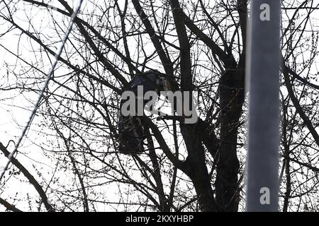 Un parachute de cargaison coincé sur les arbres au site de l'accident. La police mène une enquête après que l'objet est tombé de l'air sur Jaraun, et la police a confirmé qu'un cratère et deux parachutes ont été trouvés. Les agents de police ont assuré une zone plus étroite et plus large de la scène où l'enquête est menée avec la participation de tous les services compétents. Peu après 11 heures, un objet inconnu a frappé le sol près du dortoir d'étudiants de Stjepan Radic, provoquant une détonation puissante qui a été entendue dans cette partie de la ville. L'enquête de police sur la rue Jarunska où l'objet Banque D'Images