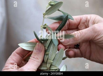 Le tricotage de branches d'olive peut être vu dans la photo à Bodarica, Croatie sur 9 avril 2022. Le tricotage des branches d'olive est une coutume traditionnelle pour les plus grandes vacances chrétiennes, Pâques. Photo: Dusko Jaramaz/PIXSELL Banque D'Images