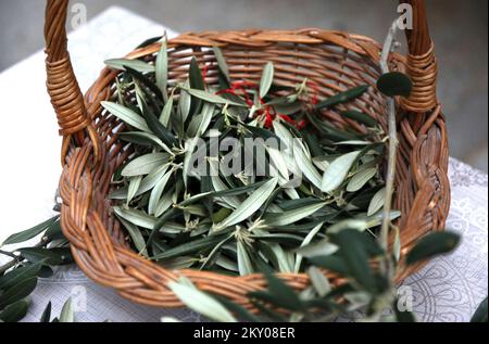 Le tricotage de branches d'olive peut être vu dans la photo à Bodarica, Croatie sur 9 avril 2022. Le tricotage des branches d'olive est une coutume traditionnelle pour les plus grandes vacances chrétiennes, Pâques. Photo: Dusko Jaramaz/PIXSELL Banque D'Images