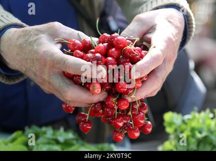 On peut voir les cerises rouges dans les stands du marché de Sibenik, où la vente des premiers fruits de cette année a commencé. Sibenik, Croatie, on 09 mai. 2022. Photo: Dusko Jaramaz/PIXSELL Banque D'Images