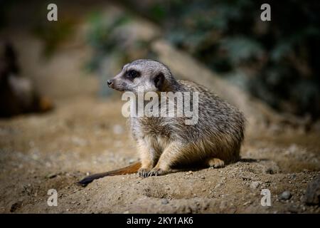 Meerkat est vu au ZOO de Zagreb à Zagreb, Croatie, 5 juin 2022. Belle journée au zoo de Zagreb sur 5 juin 2022. Beaucoup d'espèces ont apprécié le soleil et les tempétures, mais certains ont cherché refuge dans l'ombre et l'eau. Photo: Davor Puklavec/PIXSELL Banque D'Images