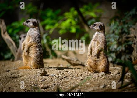 Meerkat est vu au ZOO de Zagreb à Zagreb, Croatie, 5 juin 2022. Belle journée au zoo de Zagreb sur 5 juin 2022. Beaucoup d'espèces ont apprécié le soleil et les tempétures, mais certains ont cherché refuge dans l'ombre et l'eau. Photo: Davor Puklavec/PIXSELL Banque D'Images