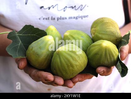 Le premier jour de l'été, les premières figues sont arrivées sur le marché de Sibenik, en Croatie, sur 21 juin 2022. Photo: Dusko Jaramaz/PIXSELL Banque D'Images