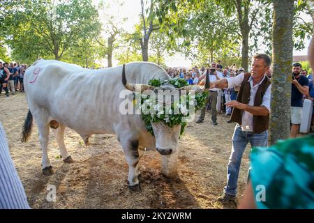 Jakovlje festival, où traditionnellement le plus beau, le plus lourd et le plus obéissant istrian ox (boskarin) de l'Istrie sont choisis à Kanfanar, Croatie, le 30. Juillet 2022. Cette année, le plus beau boskarin est Bakin. Photo: Srecko Niketic/PIXSELL Banque D'Images