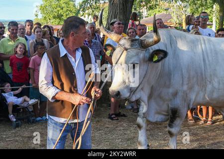 Jakovlje festival, où traditionnellement le plus beau, le plus lourd et le plus obéissant istrian ox (boskarin) de l'Istrie sont choisis à Kanfanar, Croatie, le 30. Juillet 2022. Cette année, le plus beau boskarin est Bakin. Photo: Srecko Niketic/PIXSELL Banque D'Images