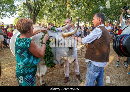 Jakovlje festival, où traditionnellement le plus beau, le plus lourd et le plus obéissant istrian ox (boskarin) de l'Istrie sont choisis à Kanfanar, Croatie, le 30. Juillet 2022. Cette année, le plus beau boskarin est Bakin. Photo: Srecko Niketic/PIXSELL Banque D'Images