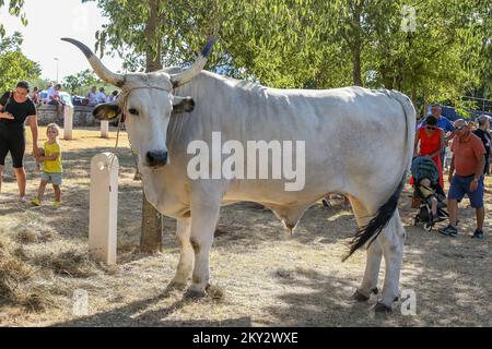 Jakovlje festival, où traditionnellement le plus beau, le plus lourd et le plus obéissant istrian ox (boskarin) de l'Istrie sont choisis à Kanfanar, Croatie, le 30. Juillet 2022. Cette année, 20 d'entre eux y ont participé et le boskarin le plus lourd était de 1421 kg. Photo: Srecko Niketic/PIXSELL Banque D'Images