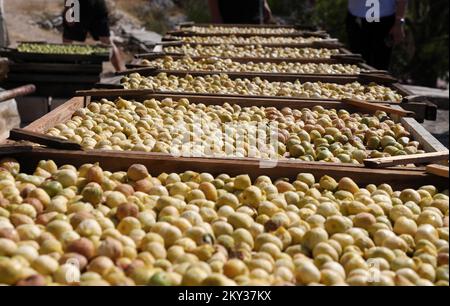 La façon traditionnelle de sécher les figues peut être vue dans la photo à Grabastica, région de Dalmatie, sur 23 août 2022. Les résidents de Grebastica ont l'habitude de sécher les figues de façon naturelle. Ils laissent juste le fruit dans les tables dites gazijola qui sont placées hors de l'ombre. Le soleil sèche les figues, évaporant les jus tout en augmentant la force de l'arôme fruité. Photo: Dusko Jaramaz/PIXSELL Banque D'Images