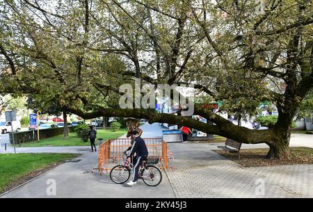 Dans la rue Petar Kresimir IV, une sculpture inhabituelle a été placée, qui semble soutenir une branche épaisse d'un vieux arbre. La sculpture appelée Père et fils est l'oeuvre du sculpteur universitaire Tomislav Krsnjavi, sa construction et son installation à cet endroit a été financée par la ville de Slavonski Brod., à Slavonski Brod, en Croatie, sur 20 septembre. Photo: Ivica Galovic/PIXSELL Banque D'Images