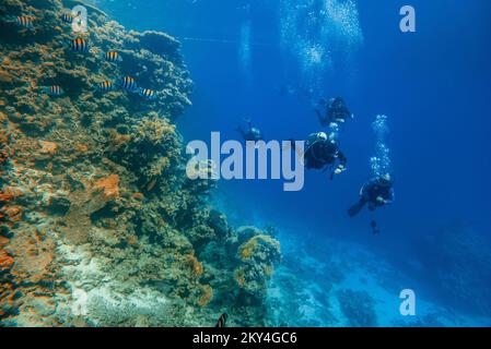 Plongée sous-marine explorant le récif Gota Abu Ramada sur 30 septembre 2022 à Hurghada, Mer Rouge, Egypte. Gota Abu Ramada est un récif ovale de taille moyenne entouré d'un fond marin plat et peu profond, situé à environ 1 heures en bateau, au sud de Hurghada. C'est l'un des sites de plongée les plus populaires de la région. Hurghada, et il est également appelé l'Aquarium, en raison de la variété et du grand nombre d'espèces de poissons. La profondeur maximale de ce site de plongée est d'environ 15 mètres. Ici, à Gota Abu Ramada, vous pouvez voir et vivre des moments merveilleux. C'est probablement le point le plus éloigné de votre plongée si vous commencez votre di Banque D'Images